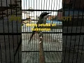Download Lagu Burung masteran jinjing petulak ori Kalimantan 👍