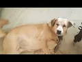 Alex will go on evening walk