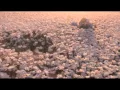 Chris Cunningham Gucci Flora