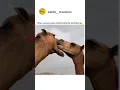 Download Lagu viral video #viral #viralvideo #reels #kissing #animals