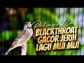 Download Lagu BLACKTHROAT GACOR LAGU MIJI - MIJI  - MASTERAN BLACKTHROAT GACOR BIKIN CEPET BUNYI KENARI PAUD
