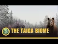 The Taiga Biome