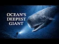 The Most Relaxing Facts About Sperm Whales to Fall Asleep To