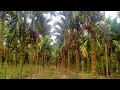 Download Lagu kebun pinang betara