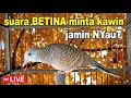 Download Lagu suara burung Perkutut Betina memanggil jantan bikin nyaut cepat