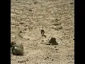 Towing The Line - Ben Howard