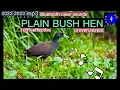 PLAIN BUSH HEN SOUND 20 MINS FULL PACKAGE// HUNI NG TIKLING NA WALANG BATIK #20minuto