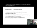 Epithelial Tissue Structure Function Ch4 Part 1