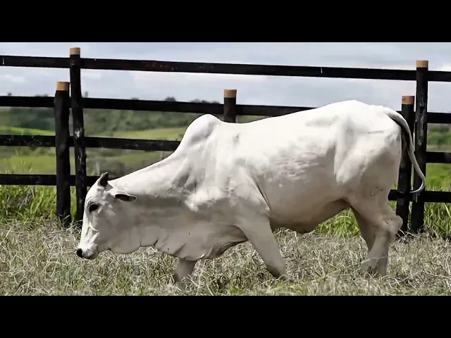 Novilha Nelore CJCJ - 15856