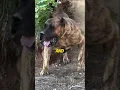 Download Lagu De Presa Canario, de Spaanse hond, is in 15 landen verboden!