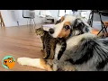 Download Lagu Dog Falls In Love With Cats And Turns Into Their Nanny | Cuddle Buddies