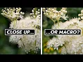 Close Up or Macro What s The Difference