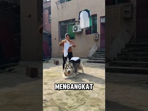 Anjing husky meja jemuran #shorts