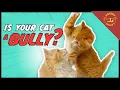 What is the Napoleon Cat Is Your Cat a Bully Cat Daddy Dictionary