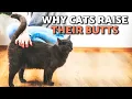 Why Does My CAT S TAIL WAG When I PET THEM Tail Wagging MEANINGS