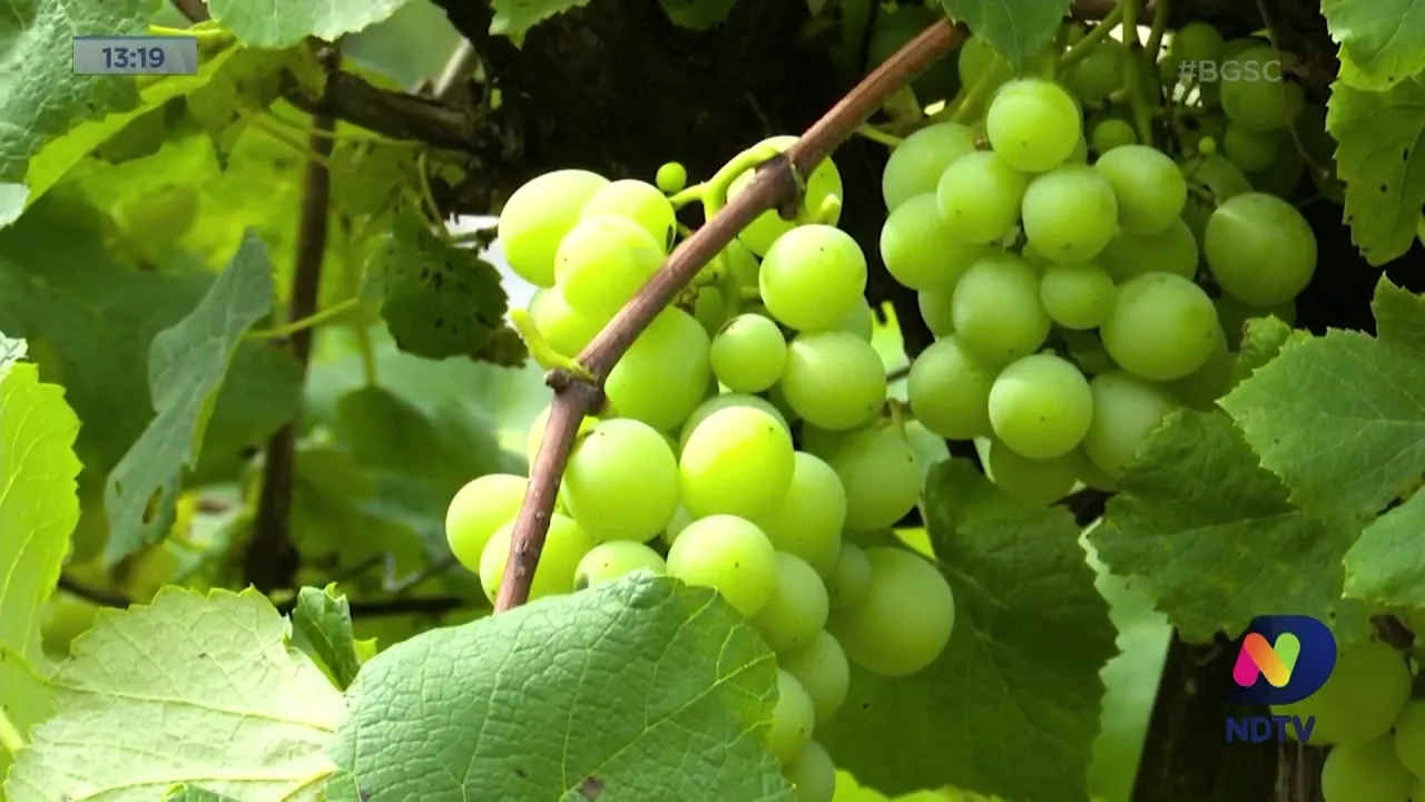 Vindima Goethe celebra a colheita e a safra da uva no Sul do Estado