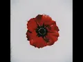 Червоний мак
