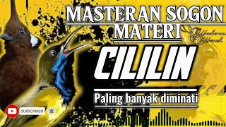 masteran sogon materi cililin selera juri sogongacor masteransogon sogon