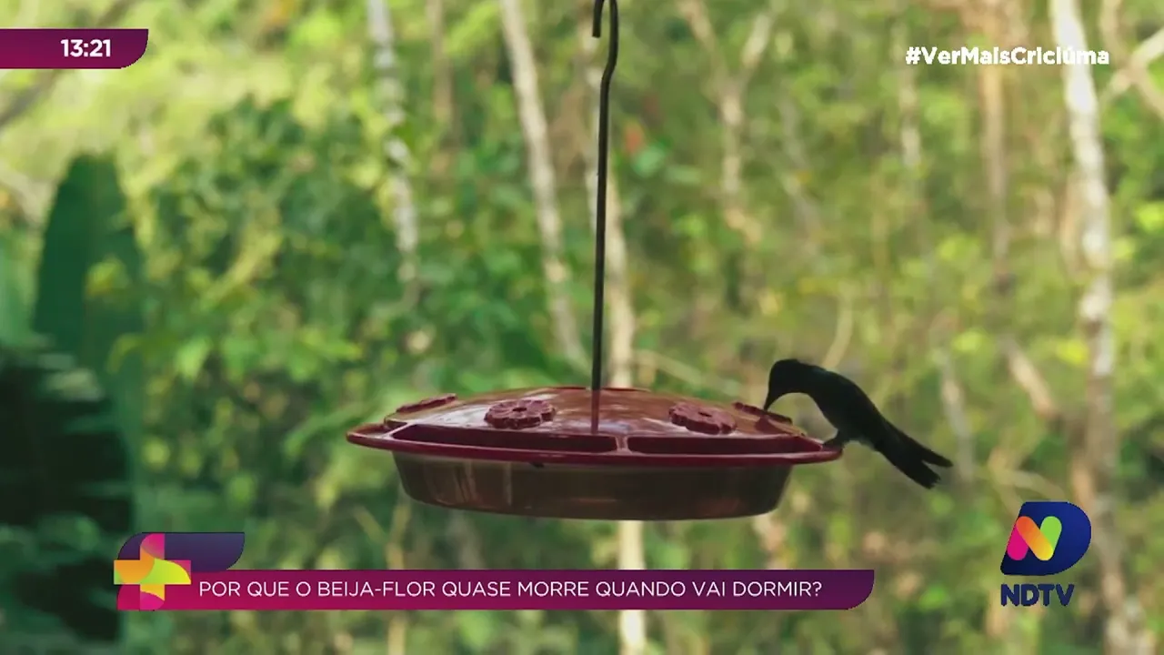Você Sabia: beija-flor quase morre para dormir