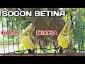 Download Lagu SOGOK ONTONG BETINA GACOR NGOBRA || SOGON BETINA MEMANGGIL JANTAN #MABESKICAU