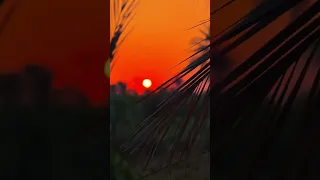 يخايب والله هجرك شيباني 