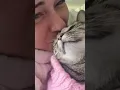 Download Lagu Spoilt cat wants more kisses. #spoiltcat #kisscat