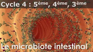 SVT - Cycle 4 - COURS - Le microbiote intestinal