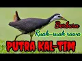 Download Lagu pikat ruak ruak rawa,mantap MP3
