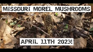 Missouri Morel Mushrooms April 11th 2023