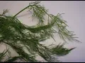 Dill 101-How to Preserve Fresh Dill