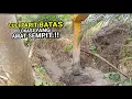 Lagu Cuci parit batas antara sawit kecil dan sawit besar yang sangat susah di lewati excavator