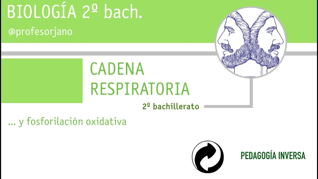 cadena respiratoria