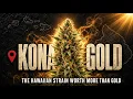 Kona Gold The Hawaiian Strain That Was Worth More Than Gold