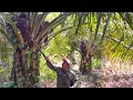 INI AKIBATNYA PANEN SAWIT DI KEBUN RAWAN MALING, MENGKALPUN TURUN.!