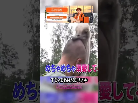Страусы любят лысых людей? 🥚