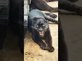 Download Lagu .Real sound of jaguar 😱So dangerous 🔥👿😱#nature#animal#jaguar#tiger#wildlife