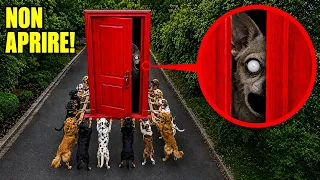 SE VEDETE DEI CANI TRASPORTARE UNA PORTA ROSSA… NON APRITELA! 😱