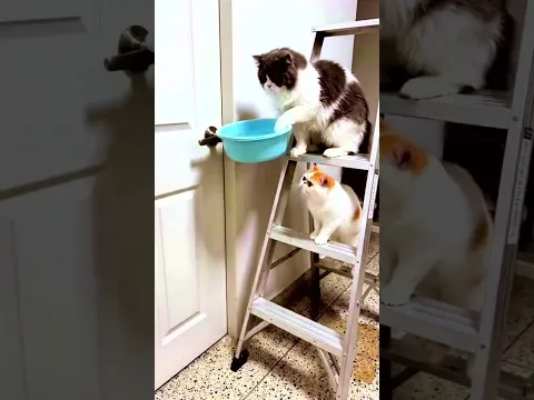 #cat #funny #minnie #minniemeow