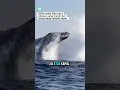 Download Lagu Suara ikan paus raksasa!