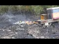 Download Lagu The wildfire raced right through our entire bee yard.