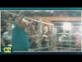 True Crime Monkeys Tigers And Bears As Pets Inside America s Illegal Animal Trade