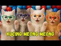 Download Lagu KUCING LUCU -  ANAK KUCING MEONG MEONG - KUCING GEMOY KUCING PERSIA