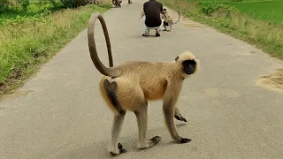Wild Langur Monkey Walking on Village Road 🐒 | Amazing Animal Video