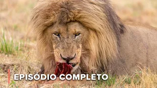 Predador vs. Presa na Savana da África | Ícones da Vida Silvestre 105