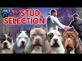 Collab With Monster Bully Kennels Who s the Lucky Stud HeRoseKennels