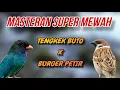 Download Lagu MASTERAN SUPER MEWAH💥 TENGKEK BUTO X GEREJA PETIR ‼️