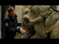 Download Lagu Olifant blaast haar laatste adem uit 🐘