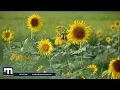 Download Lagu Sun-kissed sunflowers blossomed in the fields; It is a sight that fills the eyes and mind