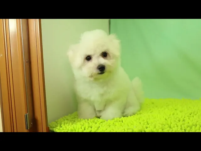 動画