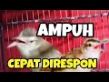 Download Lagu Pancingan Tercepat Ciblek Sawah Bahan biar bunyi gacor koar koar